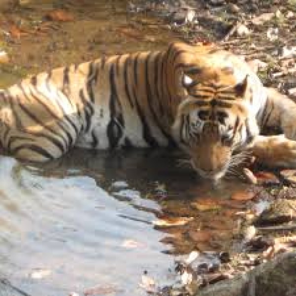 Kanha Tour From Nagpur 2N/3D ( 2N  Kanha National Park )